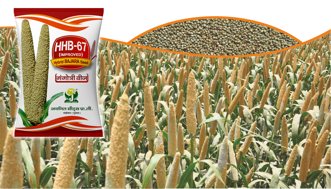 Hybrid Pearl Millet : Jaynit HHB-67 (Certified)