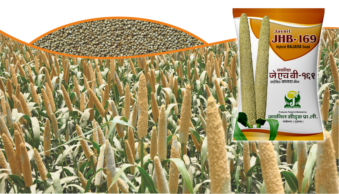 Hybrid Pearl Millet : Jaynit JHB-169