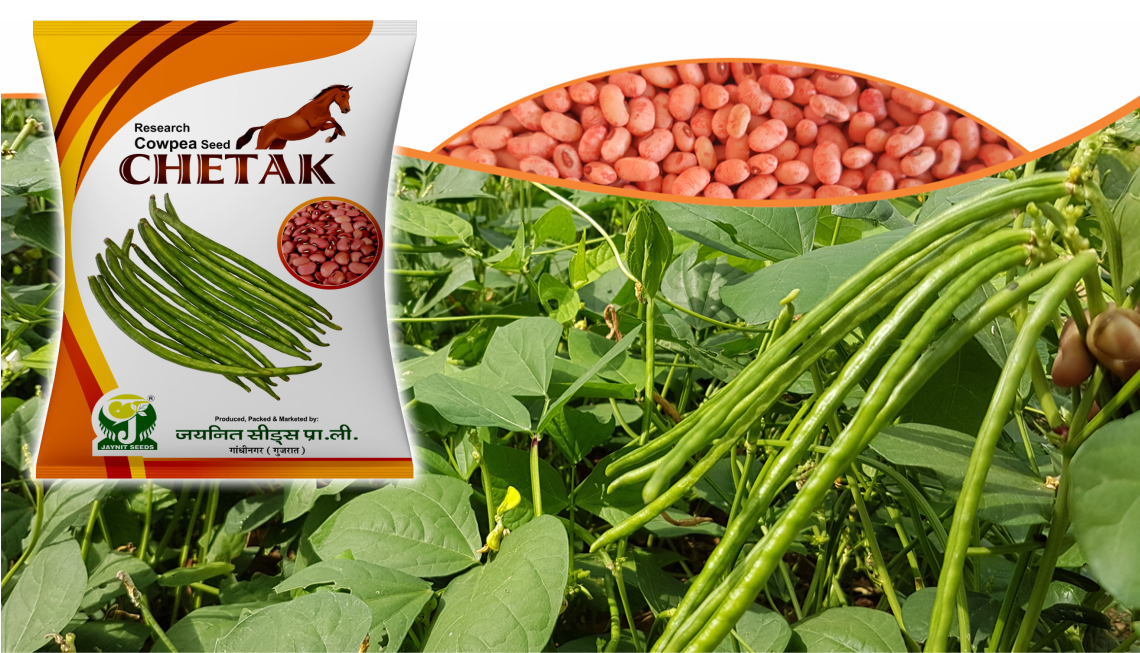 Research Cowpea : Jaynit CHETAK